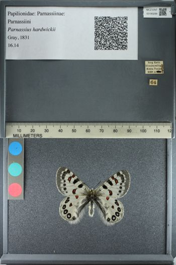 Media type: image;   Entomology 180299